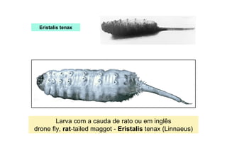 drone fly, rat-tailed maggot - Eristalis tenax (Linnaeus)