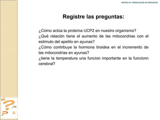 MATRIZ DE  FORMULACION DE PREGUNTAS  Registre las preguntas: ¿Cómo actúa la proteína UCP2 en nuestro organismo? ¿Qué relación tiene el aumento de las mitocondrias con el estimulo del apetito en ayunas? ¿Cómo contribuye la hormona tiroidea en el incremento de las mitocondrias en ayunas? ¿tiene la temperatura una funcion importante en la funcionn cerebral? 