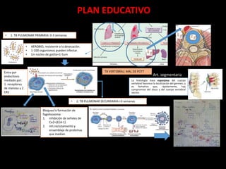 PLAN EDUCATIVO
• AEROBIO, resistente a la desecación.
• 1-100 organismos pueden infectar.
• Un núcleo de gotita=1-5um
• 1. TB PULMONAR PRIMARIA: 0-3 semanas
Entra por
endocitosis
mediado por:
1. receptores
de manosa y 2.
CR1
Bloquea la formación de
fagolisosoma:
1. inhibición de señales de
Ca2+(EEA-1)
2. Inh.reclutamiento y
ensamblaje de proteínas
que median
• 2. TB PULMONAR SECUNDARIA:>3 semanas
La histología ósea esponjosa del cuerpo
vertebral favorece la localización del germen, y
es llamativo que, rápidamente, hay
compromiso del disco y del cuerpo vertebral
vecino.
TB VERTEBRAL: MAL DE POTT
Art. segmentaria
 