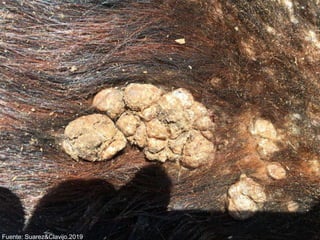 Fuente: Suarez&Clavijo.2019
 