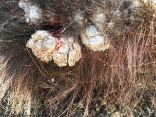 Fuente: Suarez&Clavijo.2019
 