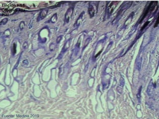 Fuente: Medina.2019
Tinción H&E
Objetivo 40x
Piel
 