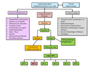 • Animales recién incorporados a la
región
• Inadecuada higiene
• Intoxicación contacto directo
• Materiales contaminados (Agujas,
jeringas )
• Insectos hematófagos (Tábanos)
• Garrapatas
Infeccion viral
6 tipos BPV
Comportamiento
biológico
Factores Predisponentes Formas contagio
PAPILOMAVIRUS
(FIBROPAPILOMA) Virus ADN
Familia
Papovaviridae
BPV1 BPV2 BPV3 BPV4 BPV5 BPV6
Tumores
BenignoMaligno
Epitelial
• Desequilibrio nutricionales
• Defectos en el epitelio
• Deficiencia de minerales
• Animales recién
incorporados a la región
• Inadecuada higiene
• Edad – Raza
• Especie
• Intoxicación por helecho
Pteridium aquilium
Carcinoma de
células escamosas
Fibropapilomas
(Papilomas)
 