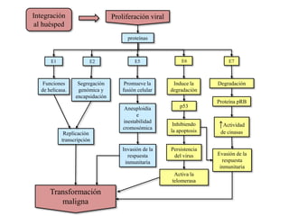 Proliferación viral
E7E1 E5 E6
proteínas
Funciones
de helicasa.
Segregación
genómica y
encapsidación
↑Actividad
de cinasas
Promueve la
fusión celular
Replicación
transcripción
E2
Aneuploidía
e
inestabilidad
cromosómica
Invasión de la
respuesta
inmunitaria
p53
Persistencia
del virus
Induce la
degradación
Inhibiendo
la apoptosis
Evasión de la
respuesta
inmunitaria
Activa la
telomerasa
Degradación
Transformación
maligna
Proteína pRB
Integración
al huésped
 