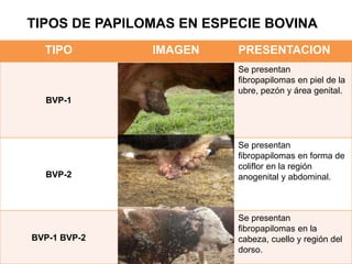 TIPOS DE PAPILOMAS EN ESPECIE BOVINA
TIPO IMAGEN PRESENTACION
BVP-1
Se presentan
fibropapilomas en piel de la
ubre, pezón y área genital.
BVP-2
Se presentan
fibropapilomas en forma de
coliflor en la región
anogenital y abdominal.
BVP-1 BVP-2
Se presentan
fibropapilomas en la
cabeza, cuello y región del
dorso.
 