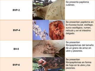BVP-3
Se presenta papiloma
cutáneo.
BVP-4
Se presentan papiloma en
la mucosa bucal, esófago,
surco esofágico, rumen,
retículo y en el intestino
delgado.
BV-5
Se presentan
fibropapilomas del tamaño
de un grano de arroz en
ubre y pezones.
BVP-6
Se presentan
fibropapilomas en forma
de hoja en la ubre y los
pezones.
 