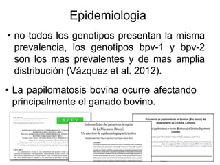 Epidemiologia
• La papilomatosis bovina ocurre afectando
principalmente el ganado bovino.
• no todos los genotipos presentan la misma
prevalencia, los genotipos bpv-1 y bpv-2
son los mas prevalentes y de mas amplia
distribución (Vázquez et al. 2012).
 