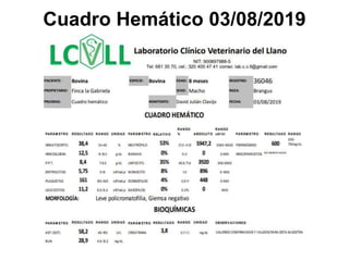 Cuadro Hemático 03/08/2019
 