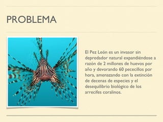 PROBLEMA
El Pez León es un invasor sin
depredador natural expandiéndose a
razón de 2 millones de huevos por
año y devorando 60 pececillos por
hora, amenazando con la extinción
de decenas de especies y el
desequilibrio biológico de los
arrecifes coralinos.
 