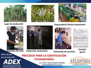 adexCallao@adexperu.org.pe
Dr. PERCY HUGO QUISPE FARFAN
pquispef@adexperu.edu.pe
SEDE CALLAO
(51) 01 618 3370
Lugar de producción Empacadora/ Planta tratamiento
PROCESOS PARA LA CERTIFICACIÓN
FITOSANITARIA
Protocolo de corte Inspección contenedor
Emisión
del CF
Colocación de precinto
 
