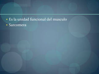 Es la unidad funcional del musculoSarcomera