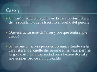 Caso 3Un varón recibió un golpe en la cara posterolateral de  la rodilla lo que le fracturo el cuello del peroneQue estructuras se dañaron y por que tenia el pie caído?Se lesiono el nervio peroneocomún, situado en la cara lateral del cuello del peroné e inerva al peroné largo y corto La incapacidad para flexión dorsal y la eversión  provoca un pie caído