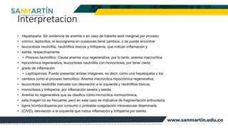 Interpretacion
• Hepatopatía. Sin evidencia de anemia o en caso de haberla será marginal por proceso
• crónico, leptocitos; el leucograma en ocasiones tiene cambios, o se puede encontrar
• leucocitosis neutrófila, neutrófilos tóxicos y linfopenia, que indican inflamación y
• estrés, respectivamente.
• ✦ Proceso hemolítico. Causa anemia muy regenerativa, por lo tanto, anemia macrocítica
• hipocrómica regenerativa, leucocitosis neutrófila con monocitosis, por tener cierto
• grado de inflamación.
• ✦ Leptospirosis. Puede presentar ambas imágenes, es decir, como una hepatopatía o los
• cambios como el proceso hemolítico. Anemia macrocítica hipocrómica regenerativa,
• leucocitosis neutrófila marcada con desviación a la izquierda y neutrófilos tóxicos,
• monocitosis y linfopenia, por inflamación severa y estrés.
• Anemia no regenerativa que se clasifica como microcítica normocrómica,
• esta imagen no es frecuente, pero en este caso es indicativa de fragmentación eritrocitaria,
• ligera trombocitopenia por consumo o probable coagulación intravascular diseminada
• (CIVD), desviación a la izquierda que indica inflamación y linfopenia por estrés.
 