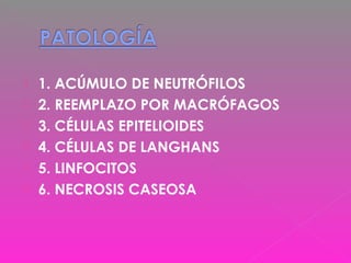  1. ACÚMULO DE NEUTRÓFILOS
 2. REEMPLAZO POR MACRÓFAGOS
 3. CÉLULAS EPITELIOIDES
 4. CÉLULAS DE LANGHANS
 5. LINFOCITOS
 6. NECROSIS CASEOSA
 