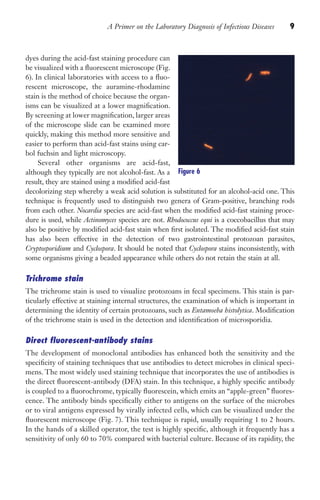 A Primer on the Laboratory Diagnosis of Infectious Diseases 9
dyes during the acid-fast staining procedure can
be visualized with a fluorescent microscope (Fig.
6). In clinical laboratories with access to a fluo-
rescent microscope, the auramine-rhodamine
stain is the method of choice because the organ-
isms can be visualized at a lower magnification.
By screening at lower magnification, larger areas
of the microscope slide can be examined more
quickly, making this method more sensitive and
easier to perform than acid-fast stains using car-
bol fuchsin and light microscopy.
Several other organisms are acid-fast,
although they typically are not alcohol-fast. As a
result, they are stained using a modified acid-fast
decolorizing step whereby a weak acid solution is substituted for an alcohol-acid one. This
technique is frequently used to distinguish two genera of Gram-positive, branching rods
from each other. Nocardia species are acid-fast when the modified acid-fast staining proce-
dure is used, while Actinomyces species are not. Rhodococcus equi is a coccobacillus that may
also be positive by modified acid-fast stain when first isolated. The modified acid-fast stain
has also been effective in the detection of two gastrointestinal protozoan parasites,
Cryptosporidium and Cyclospora. It should be noted that Cyclospora stains inconsistently, with
some organisms giving a beaded appearance while others do not retain the stain at all.
Trichrome stain
The trichrome stain is used to visualize protozoans in fecal specimens. This stain is par-
ticularly effective at staining internal structures, the examination of which is important in
determining the identity of certain protozoans, such as Entamoeba histolytica. Modification
of the trichrome stain is used in the detection and identification of microsporidia.
Direct fluorescent-antibody stains
The development of monoclonal antibodies has enhanced both the sensitivity and the
specificity of staining techniques that use antibodies to detect microbes in clinical speci-
mens. The most widely used staining technique that incorporates the use of antibodies is
the direct fluorescent-antibody (DFA) stain. In this technique, a highly specific antibody
is coupled to a fluorochrome, typically fluorescein, which emits an “apple-green” fluores-
cence. The antibody binds specifically either to antigens on the surface of the microbes
or to viral antigens expressed by virally infected cells, which can be visualized under the
fluorescent microscope (Fig. 7). This technique is rapid, usually requiring 1 to 2 hours.
In the hands of a skilled operator, the test is highly specific, although it frequently has a
sensitivity of only 60 to 70% compared with bacterial culture. Because of its rapidity, the
Figure 6
Gilligan_Primer_001-024.indd 9 7/24/14 11:42 AM
 