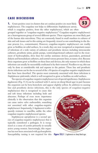 Case 53 379
CASE DISCUSSION
1. Gram-positive cocci in clusters that are catalase positive are most likely
staphylococci. The coagulase test helps to differentiate Staphylococcus aureus,
which is coagulase positive, from the other staphylococci, which are often
grouped together as “coagulase-negative staphylococci.” Coagulase-negative staphylococci
are a heterogeneous group of several different species. These organisms are most likely part
of the human skin microbiota. They are commonly found in small numbers in cultures of
skin and soft tissues and in this setting are frequently viewed as not contributing to the dis-
ease process (i.e., contaminants). However, coagulase-negative staphylococci can readily
grow as biofilms on solid surfaces. As a result, they are now recognized as important causes
of infections of a wide variety of catheters and prosthetic devices including intravascular
catheters, prosthetic joints, penile pumps, ventriculoperitoneal catheters used in the treat-
ment of hydrocephalus, drive lines for cardiac assistance devices, pacemakers, peritoneal
dialysis and hemodialysis catheters, and central venous pressure lines, to name a few. Because
these organisms grow as biofilms on these lines and devices, the only manner in which these
infections can usually be successfully eradicated is by their removal. Needless to say, this can
only be done at considerable risk and expense to the patient. These line and prosthetic
device infections can be due to several of the 30 species of coagulase-negative staphylococci
that have been described. The species most commonly associated with these infections is
Staphylococcus epidermidis, which is well recognized to grow as biofilms on solid surfaces.
Twospeciesofcoagulase-negativestaphylococciareofspecialsignificance.Staphylococcus
lugdunensis (Fig. 53.3) can be confused with S. aureus on sheep blood agar in part because
the organism can be beta-hemolytic and appear slightly yellow. In addition to causing
line and prosthetic device infections, this is the only species of coagulase-negative
staphylococci that is recognized to cause skin
and soft tissue infections including boils and
abscesses. Perhaps of even more importance
clinically is the observation that this organism
can cause native valve endocarditis, something
not associated with other coagulase-negative
staphylococci. Importantly, S. lugdunensis is infre-
quently resistant to oxacillin, unlike the other
coagulase-negative staphylococcal species.
Staphylococcus saprophyticus is a second spe-
cies of coagulase-negative staphylococci that is
typically considered a pathogen. It is recog-
nized as a cause of cystitis primarily in sexually
active young women. Interestingly, this organ-
ism has not been associated with pyelonephritis.
Susceptibility testing is not required for this
which is coagulase positive, from the other staphylococci, which are often
CASE
53
Figure 53.3 S. lugdunensis on sheep blood agar.
Gilligan_Sec6_369-436.indd 379 7/24/14 11:14 AM
 