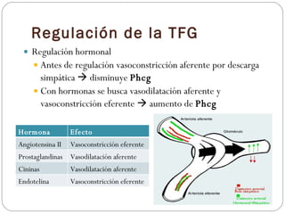 Regulación de la TFG <ul><li>Regulación hormonal </li></ul><ul><ul><li>Antes de regulación vasoconstricción aferente por d...