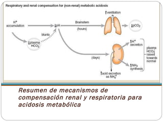 Resumen de mecanismos de compensación renal y respiratoria para acidosis metabólica 