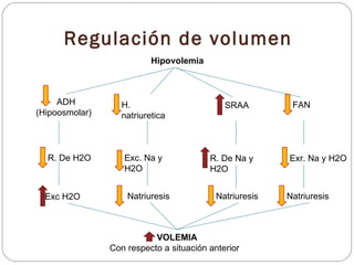 Regulación de volumen Hipovolemia ADH (Hipoosmolar) R. De H2O Exc H2O H. natriuretica SRAA FAN Exc. Na y H2O R. De Na y H2...