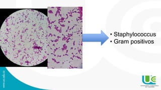 • Staphylococcus
• Gram positivos
 