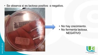 • Se observa si es lactosa positivo o negativo.
• No hay crecimiento.
• No fermenta lactosa.
NEGATIVO
 