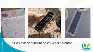 • Se procede a incubar a 28°C por 18 horas
 