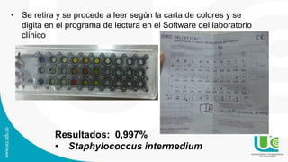• Se retira y se procede a leer según la carta de colores y se
digita en el programa de lectura en el Software del laboratorio
clínico
Resultados: 0,997%
• Staphylococcus intermedium
 