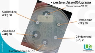 • Lectura del antibiograma
Vancomicina (VA 30)
Tetraciclina
(TE) 30
Clindamicina
(DA) 2
Cephradine
(CE) 30
Amikacina
(AK) 30
Gentamicina (CN) 10
 