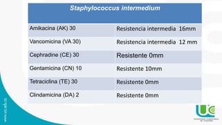 Staphylococcus intermedium
Amikacina (AK) 30 Resistencia intermedia 16mm
Vancomicina (VA 30) Resistencia intermedia 12 mm
Cephradine (CE) 30 Resistente 0mm
Gentamicina (CN) 10 Resistente 10mm
Tetraciclina (TE) 30 Resistente 0mm
Clindamicina (DA) 2 Resistente 0mm
 