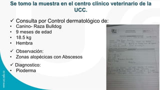 Se tomo la muestra en el centro clínico veterinario de la
UCC.
• Canino- Raza Bulldog
• 9 meses de edad
• 18.5 kg
• Hembra
 Consulta por Control dermatológico de:
 Observación:
• Zonas alopécicas con Abscesos
 Diagnostico:
• Pioderma
 