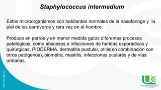 Staphylococcus intermedium
Estos microorganismos son habitantes normales de la nasofaringe y la
piel de los carnívoros y rara vez en el hombre.
Produce en perros y en menor medida gatos diferentes procesos
patológicos, como abscesos e infecciones de heridas esporádicas y
quirúrgicas, PIODERMA, dermatitis pustular, otitis(en combinación con
otros patógenos), piométra, mastitis, infecciones oculares y de vías
urinarias.
 