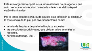 Este microrganismo oportunista, normalmente no patógeno y que
solo produce una infección cuando las defensas del huésped
están disminuidas.
Por lo tanto esta bacteria, pudo causar esta infección al disminuir
la resistencia de la piel por diversos factores como:
• la falta de limpieza de piel o la limpieza excesiva;
• las afecciones pruriginosas, que obligan a los animales a
rascarse.
• heridas cutáneas. Etc…
 