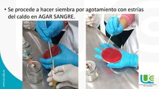 • Se procede a hacer siembra por agotamiento con estrías
del caldo en AGAR SANGRE.
 