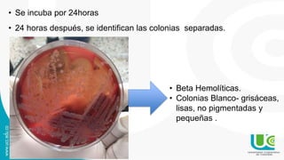 • Se incuba por 24horas
• 24 horas después, se identifican las colonias separadas.
• Beta Hemolíticas.
• Colonias Blanco- grisáceas,
lisas, no pigmentadas y
pequeñas .
 