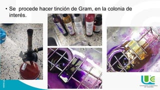 • Se procede hacer tinción de Gram, en la colonia de
interés.
 