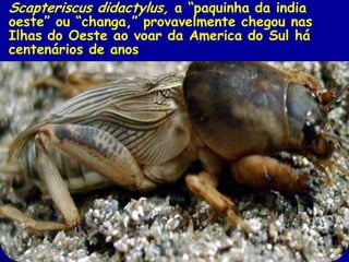 Scapteriscus didactylus, a “paquinha da india
oeste” ou “changa,” provavelmente chegou nas
Ilhas do Oeste ao voar da Ameri...