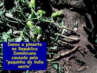 Danos a pimenta
   na Republica
    Dominicana
   causada pela
“paquinha da índia
      oeste”
 