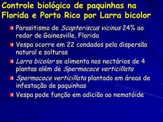 Controle biológico de paquinhas na
Florida e Porto Rico por Larra bicolor
   Parasitismo de Scapteriscus vicinus 24% ao
  ...