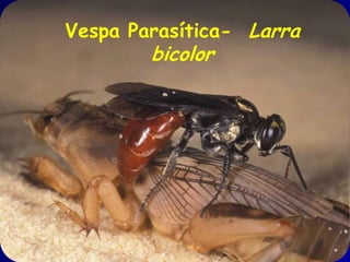 Vespa Parasítica- Larra
        bicolor
 