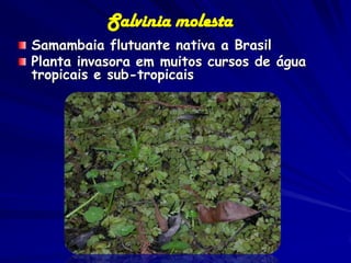 Salvinia molesta
Samambaia flutuante nativa a Brasil
Planta invasora em muitos cursos de água
tropicais e sub-tropicais
 