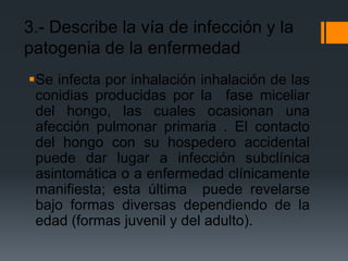 3.- Describe la vía de infección y la
patogenia de la enfermedad
Se infecta por inhalación inhalación de las
 conidias producidas por la fase miceliar
 del hongo, las cuales ocasionan una
 afección pulmonar primaria . El contacto
 del hongo con su hospedero accidental
 puede dar lugar a infección subclínica
 asintomática o a enfermedad clínicamente
 manifiesta; esta última puede revelarse
 bajo formas diversas dependiendo de la
 edad (formas juvenil y del adulto).
 