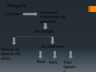 Patogenia
  Conidias       Levaduras
                 multipolares de
                 gemación

               Macrófagos



                  Se diseminan
Período de
latencia (40
años)
                Boca Nariz    Tubo
                              digestiv
 