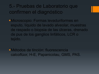 5.- Pruebas de Laboratorio que
confirmen el diagnóstico
Microscopio: Formas levaduriformes en
 esputo, líquido de lavado alveolar, muestras
 de raspado o biopsia de las úlceras, drenado
 de pus de los ganglios linfáticos, LCR o
 tejido.

Métodos de tinción: fluorescencia
 calcoflúor, H-E, Papanicolau, GMS, PAS.
 
