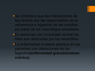 Se considera que las interacciones de
 tipo lectina son las responsables de la
 adherencia e ingestión de las conidias
 por parte de los macrófagos alveolares.
En personas con inmunidad normal las
 hifas son destruidas por los neutrófilos.
La enfermedad invasora aparece en los
 pacientes con alteraciones de los
 fagocitos(enfermedad granulomatosa
 crónica).
 