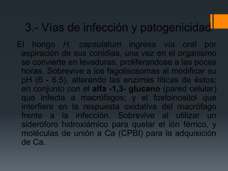 3.- Vías de infección y patogenicidad
El hongo H. capsulatum ingresa vía oral por
 aspiración de sus conidias, una vez en el organismo
 se convierte en levaduras, proliferandose a las pocas
 horas. Sobrevive a los fagolisosomas al modificar su
 pH (6 - 6.5), alterando las enzimas líticas de éstos;
 en conjunto con el alfa -1,3- glucano (pared celular)
 que infecta a macrófagos; y el fosfoinositol que
 interfiere en la respuesta oxidativa del macrófago
 frente a la infección. Sobrevive al utilizar un
 sideróforo hidroxiámico para quelar el ión férrico, y
 moléculas de unión a Ca (CPBI) para la adquisición
 de Ca.
 