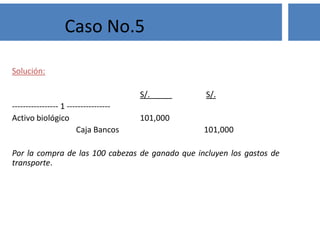 Solución:
S/. S/.
----------------- 1 ----------------
Activo biológico 101,000
Caja Bancos 101,000
Por la compra de las 100 cabezas de ganado que incluyen los gastos de
transporte.
Caso No.5
 