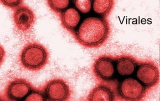 Virales 