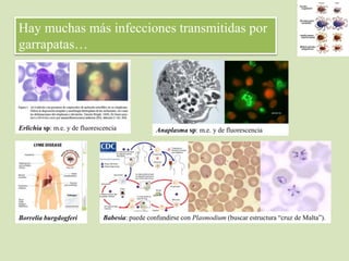 Hay muchas más infecciones transmitidas por
garrapatas…
Anaplasma sp: m.e. y de fluorescenciaErlichia sp: m.e. y de fluorescencia
Borrelia burgdogferi Babesia: puede confundirse con Plasmodium (buscar estructura “cruz de Malta”).
 