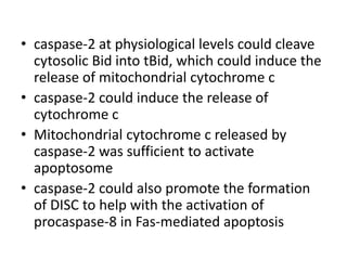 caspase.pptx
