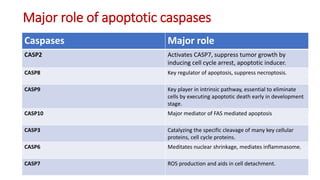 caspase[1].pptx njmdihcdsjhfilewjfgufhrefilreh | PPTX
